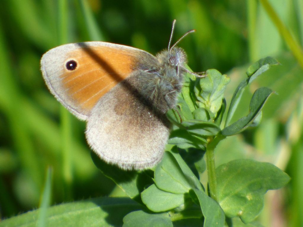 Coenonympha pamphilus torinese