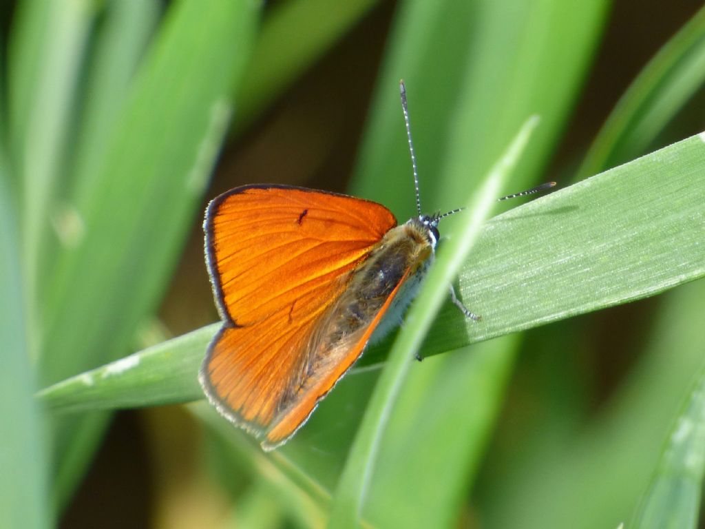 LYCAENA DISPAR torinese