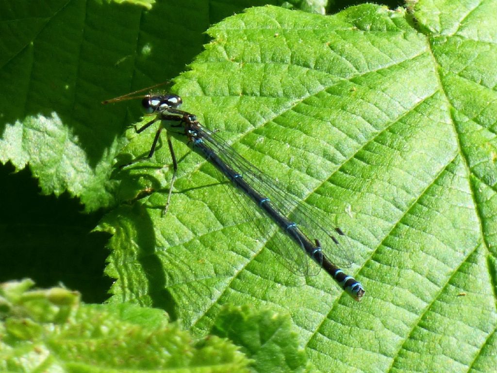 Coenagrion puella f. torinese