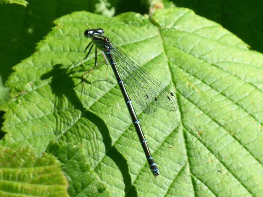 Coenagrion puella f. torinese