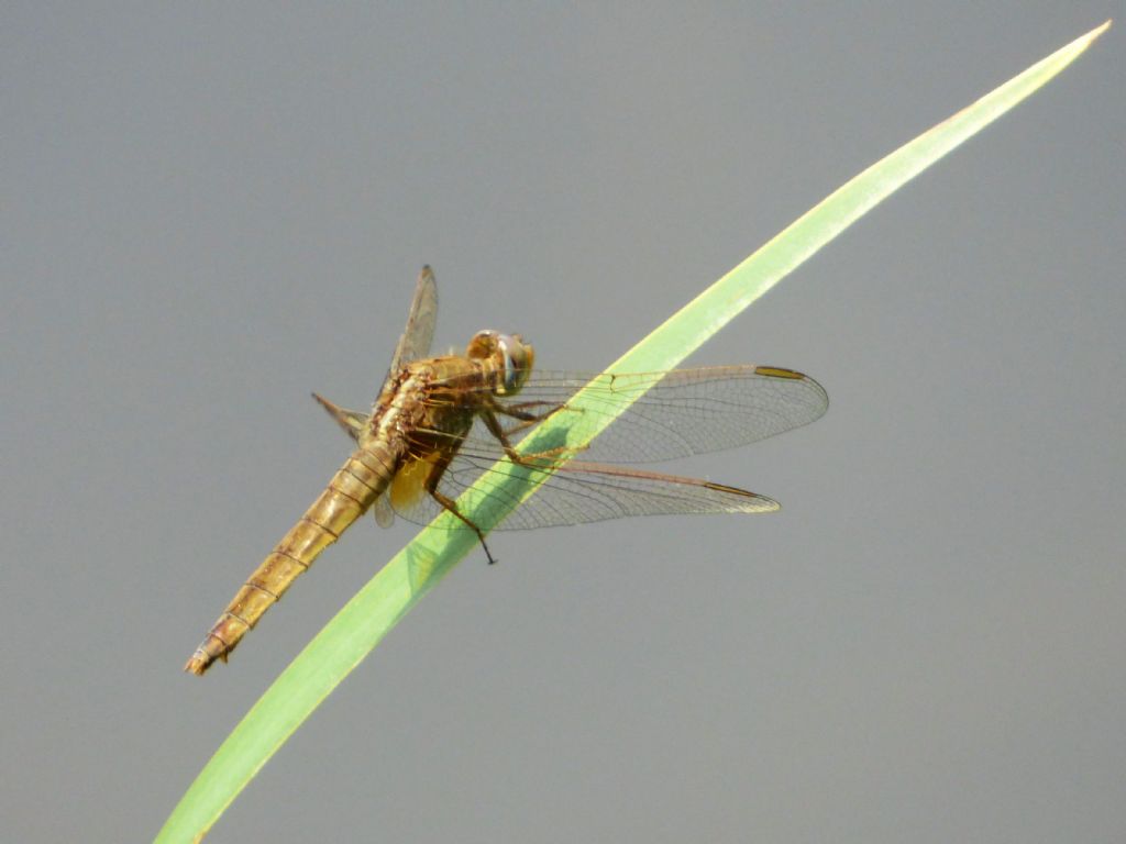 Crocothemis erytrhaea?