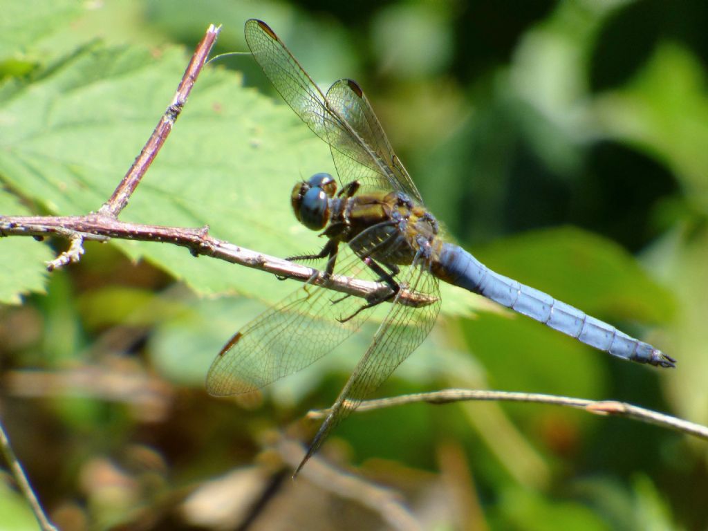 Orthetrum coelulescens?