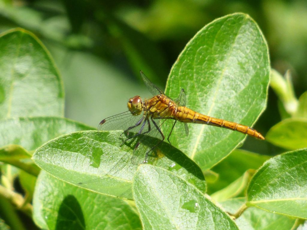 Sympetrum fonscolombii ? no, sanguineum