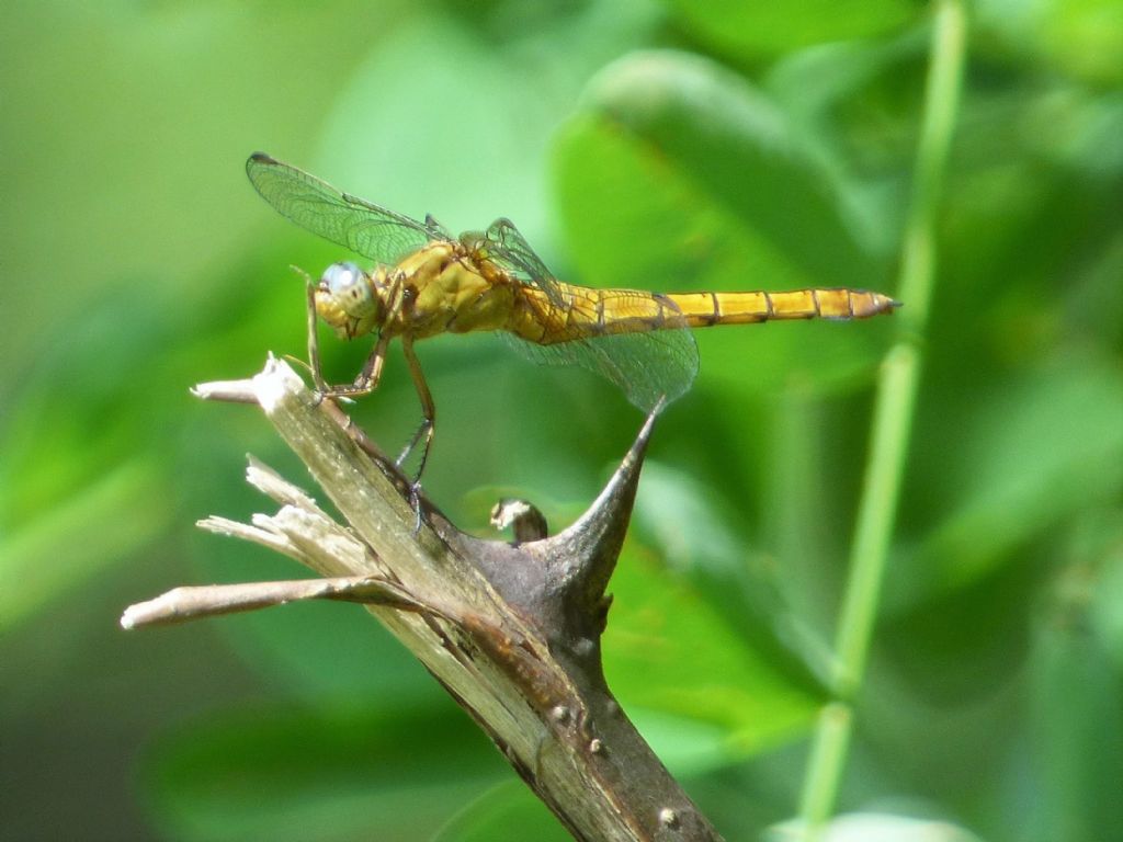 Orthetrum coerulescens e O.cancellatum