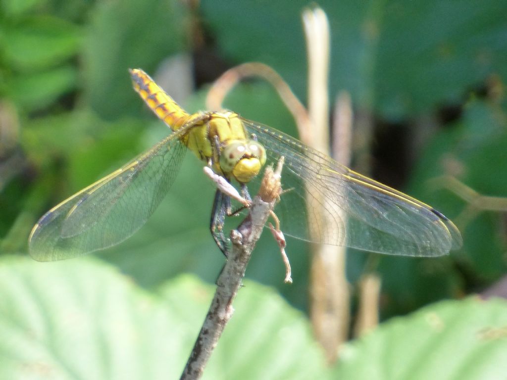 Orthetrum coerulescens e O.cancellatum