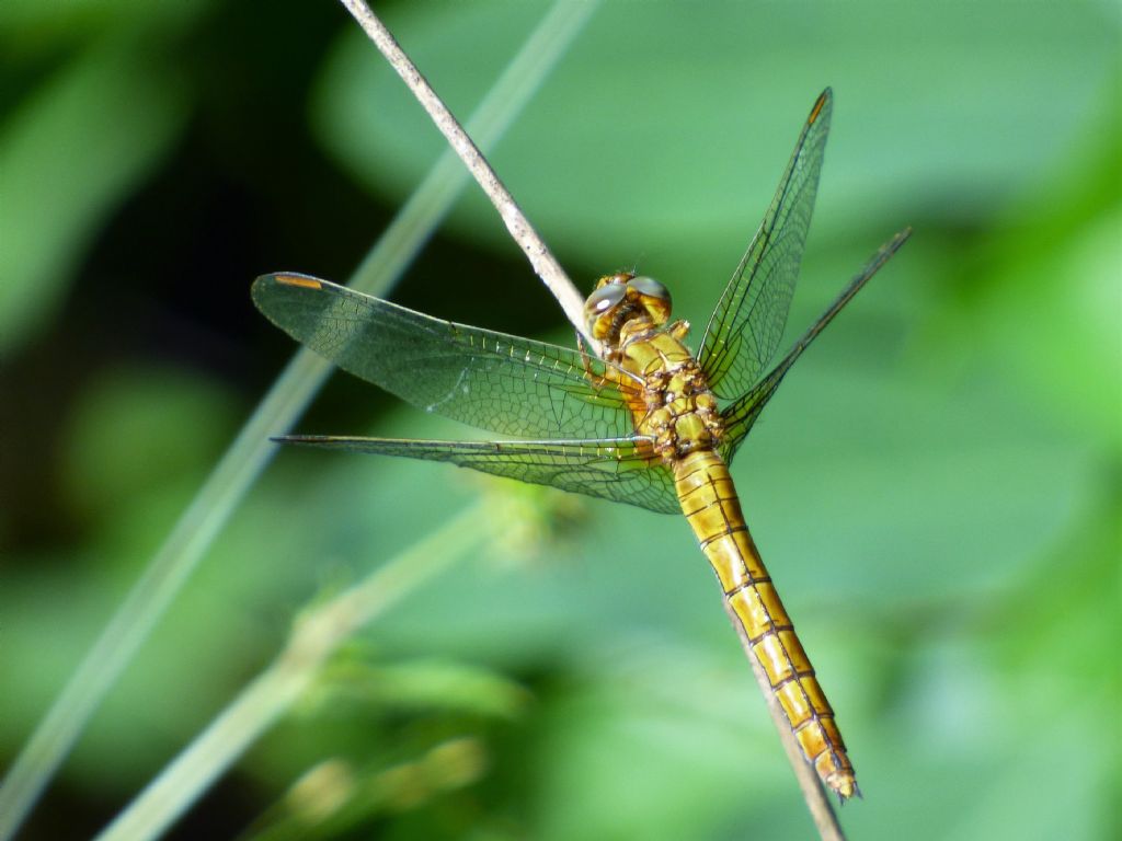 Orthetrum brunneum? no, coerulescens