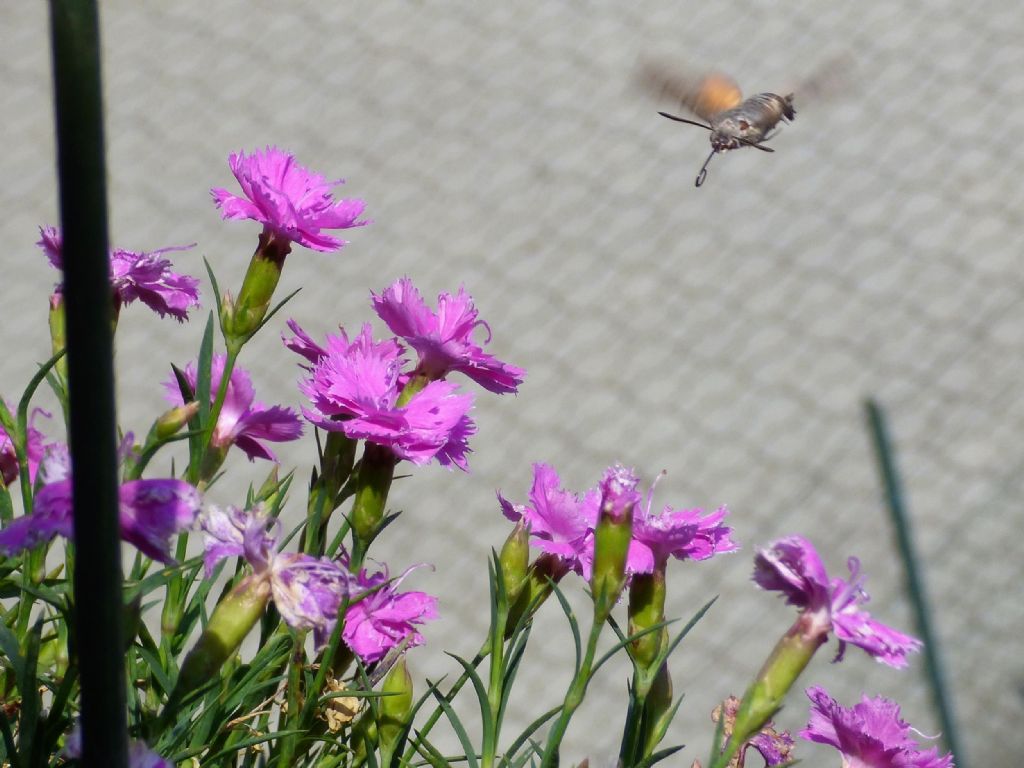 Macroglossum stellatarum di casa mia