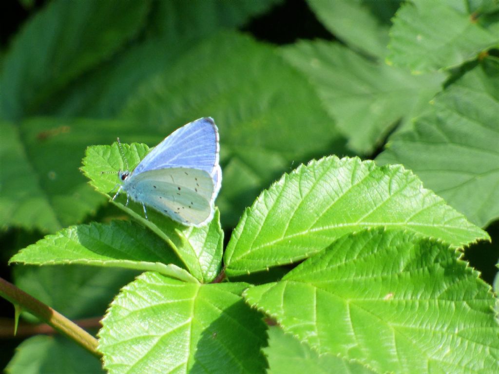 Celastrina argiolus