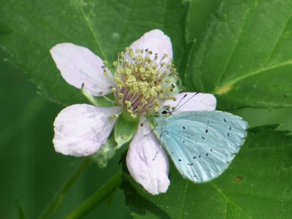 Celastrina argiolus