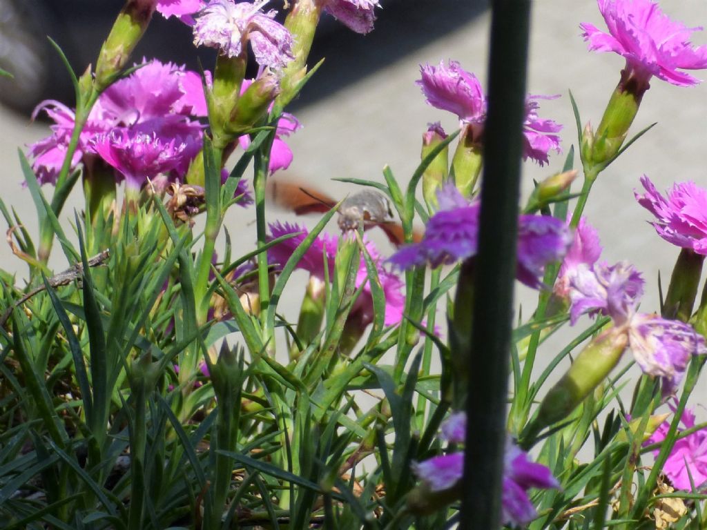 Macroglossum stellatarum di casa mia