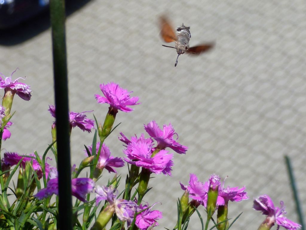 Macroglossum stellatarum di casa mia