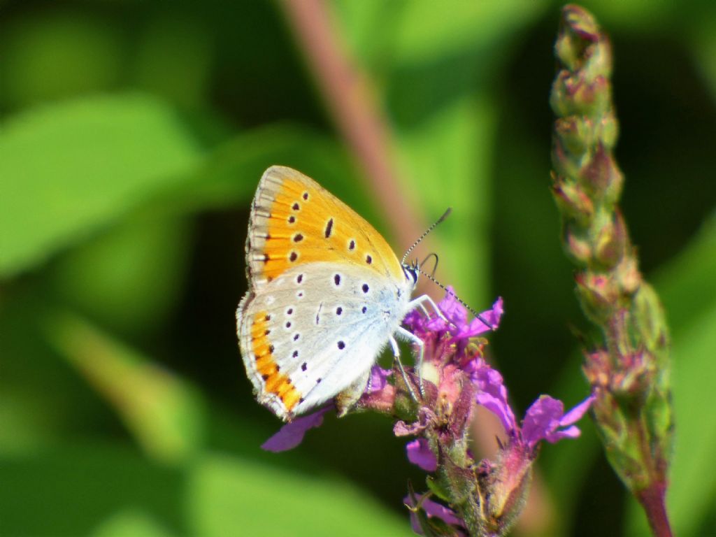 Lycaena dispar? S