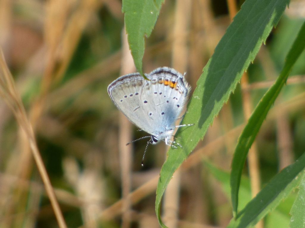 Cupido (Everes) argiades, Lycaenidae