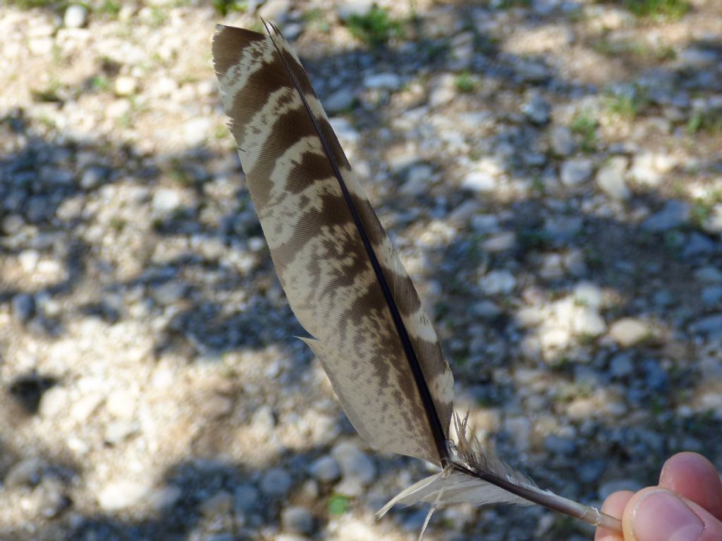 penna di poiana? No, di fagiano