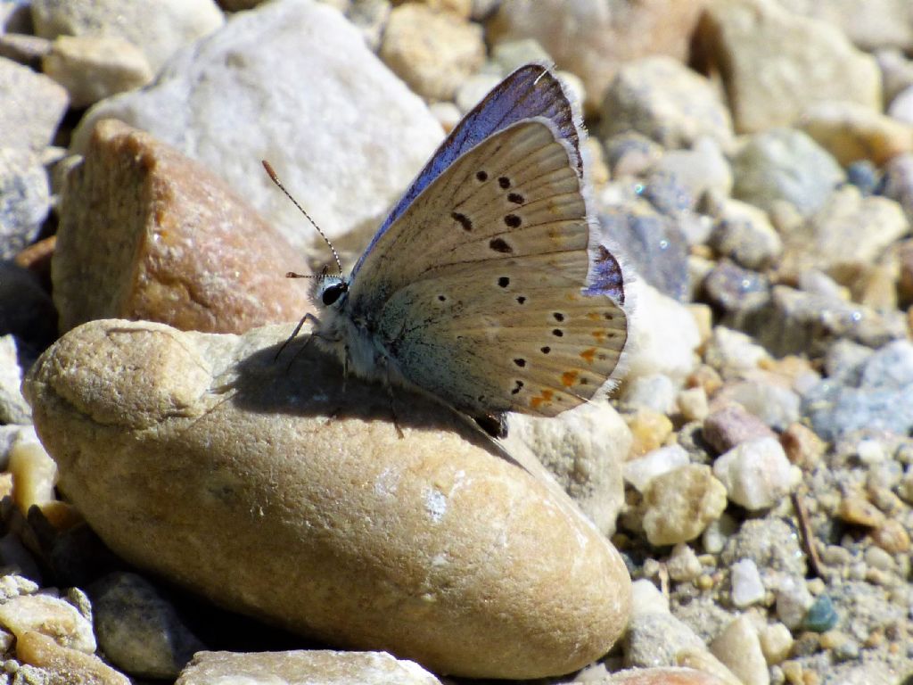 a spasso per il Parco Orsiera (TO)