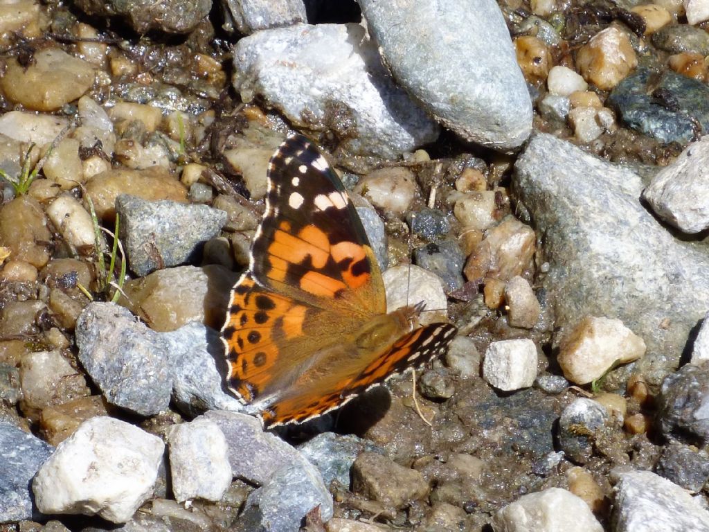 a spasso per il Parco Orsiera (TO)