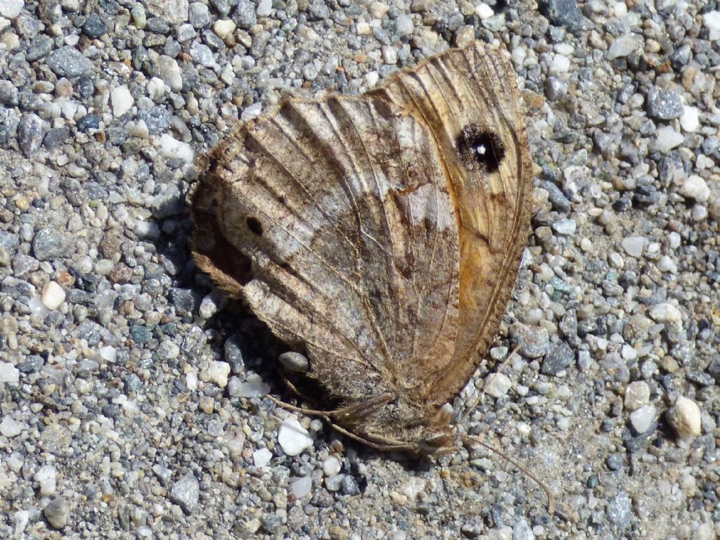 a spasso per il Parco Orsiera (TO)