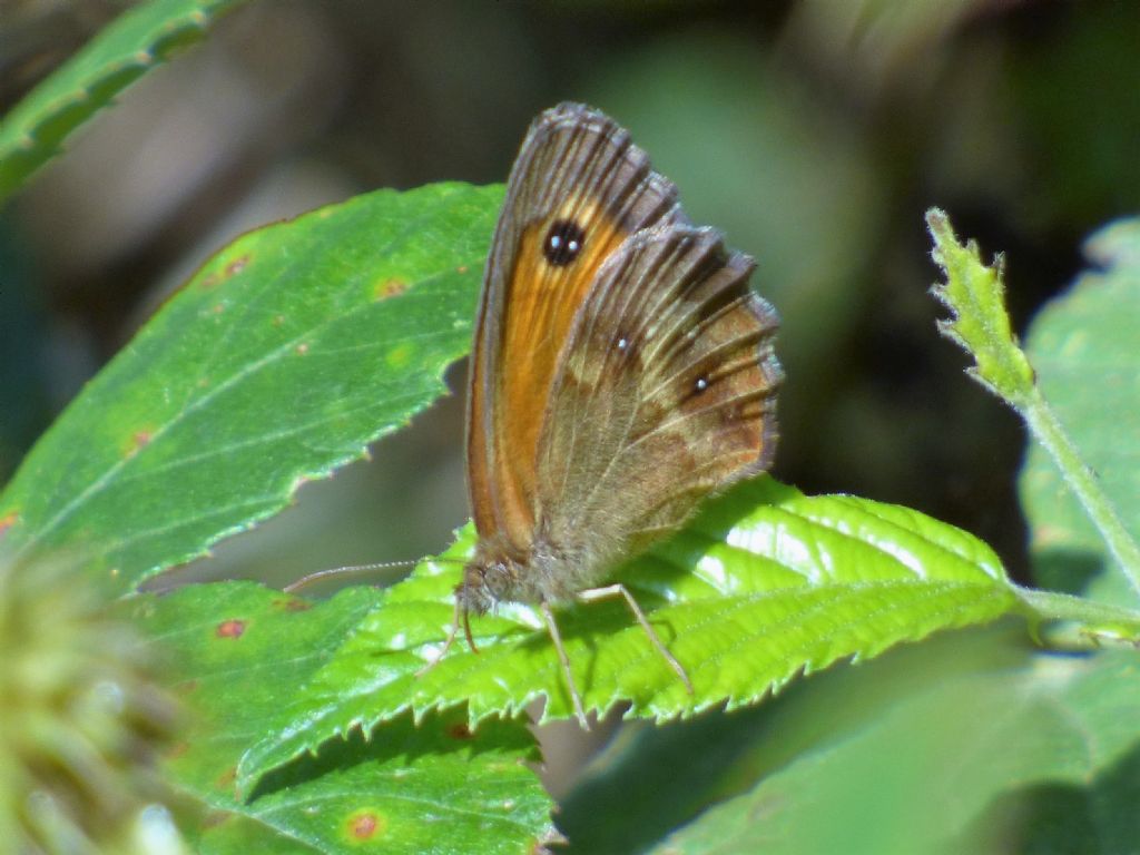 prima Pyronia tithonus dell''anno