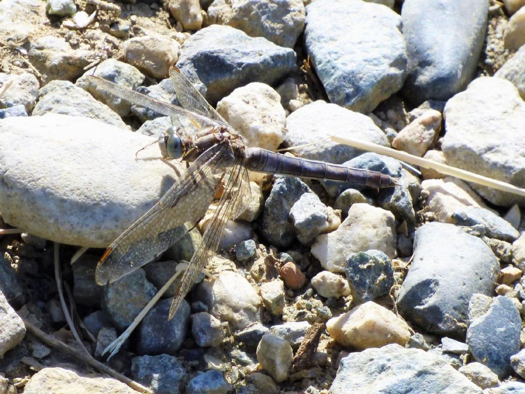 Orthetrum coelulescens? No, Orthetrum brunneum