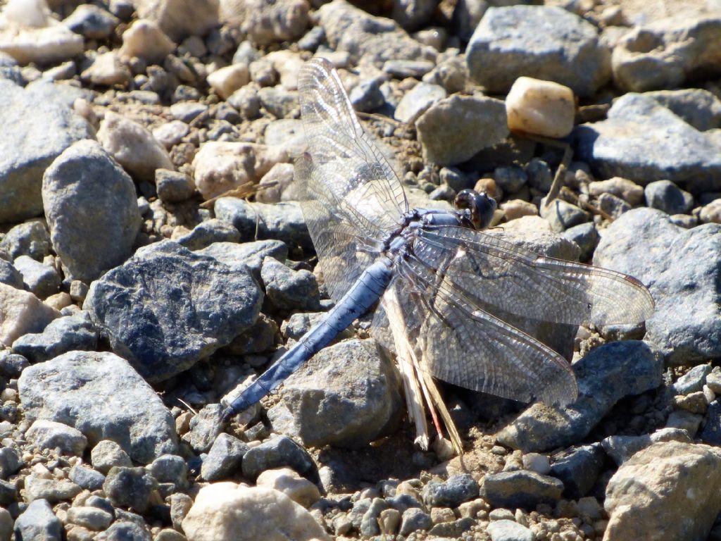 Orthetrum coerulescens m. ?....O. brunneum....