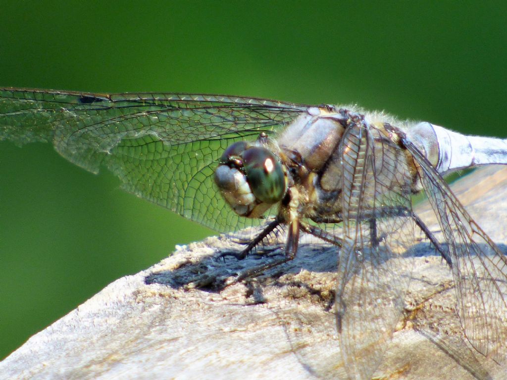 Orthetrum cancellatum: primo piano