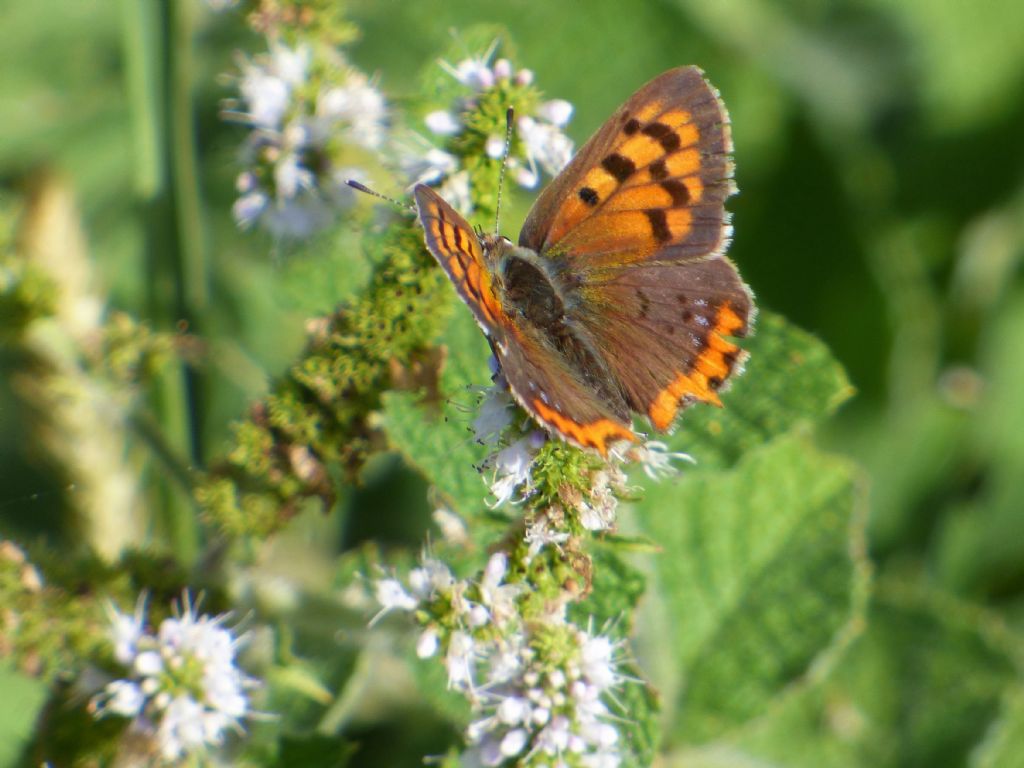 Lycaena phleas