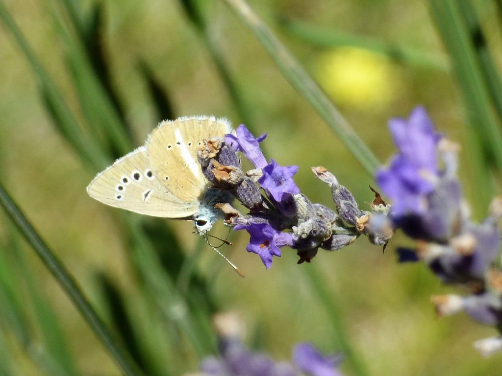 Polyommatus damon? S