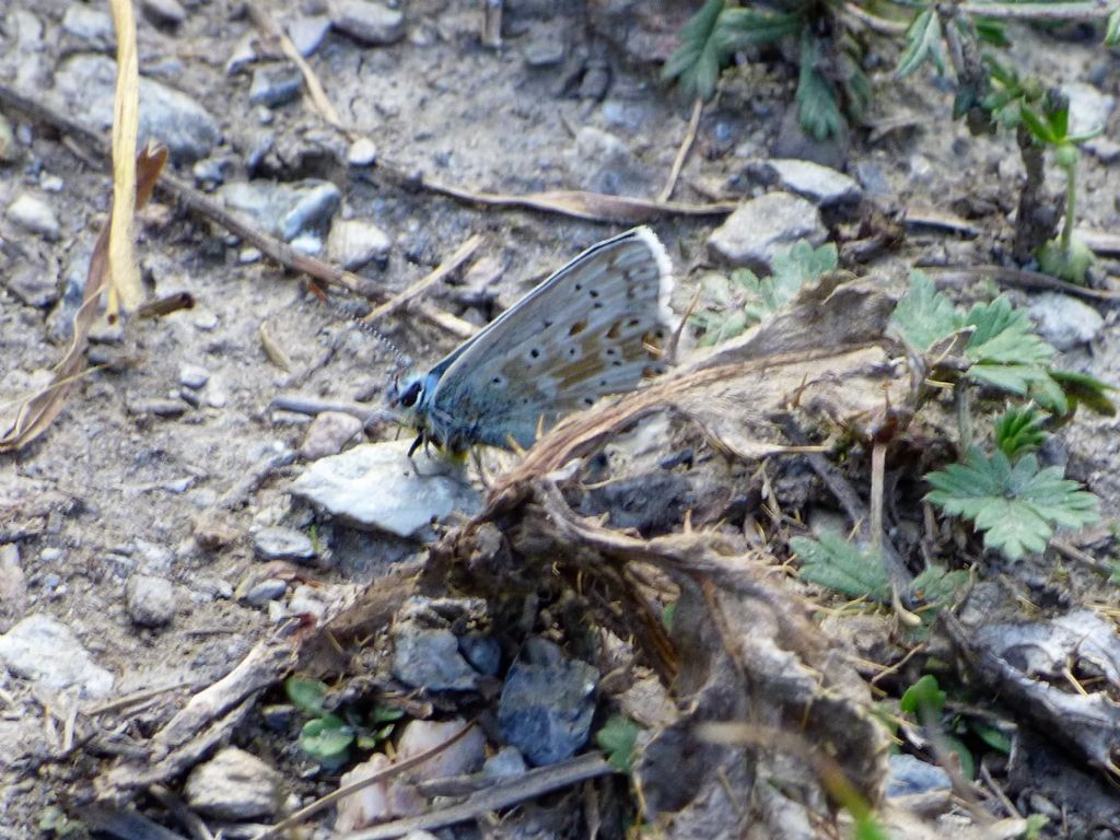 Polyommatus bellargus? No, Polyommatus (Lysandra) coridon, Lycaenidae