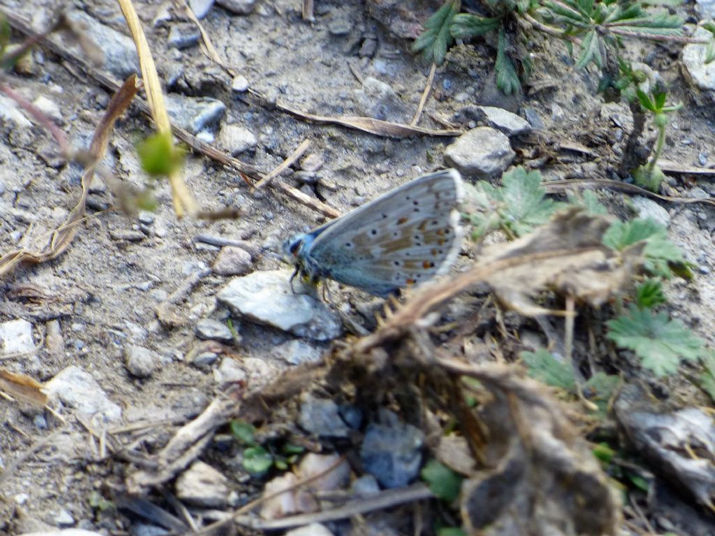 Polyommatus bellargus? No, Polyommatus (Lysandra) coridon, Lycaenidae