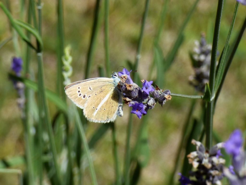 Polyommatus damon? S