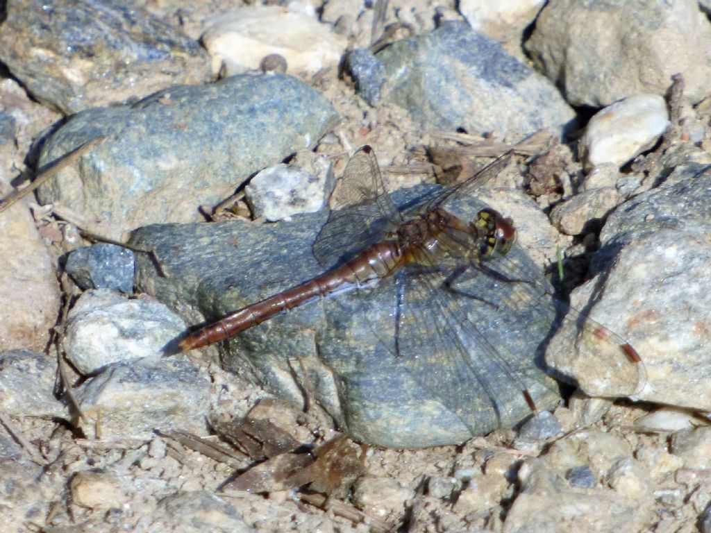 Sympetrum sanguineum?