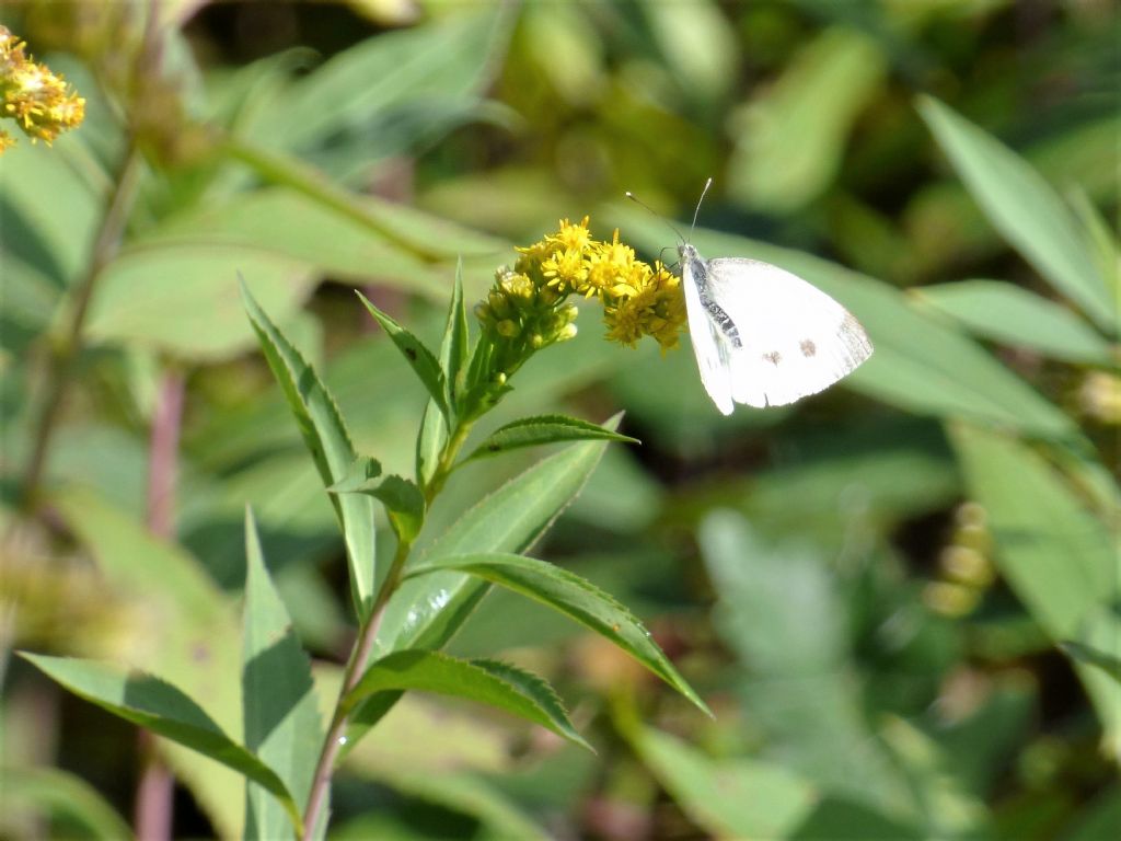 Pieris napi?