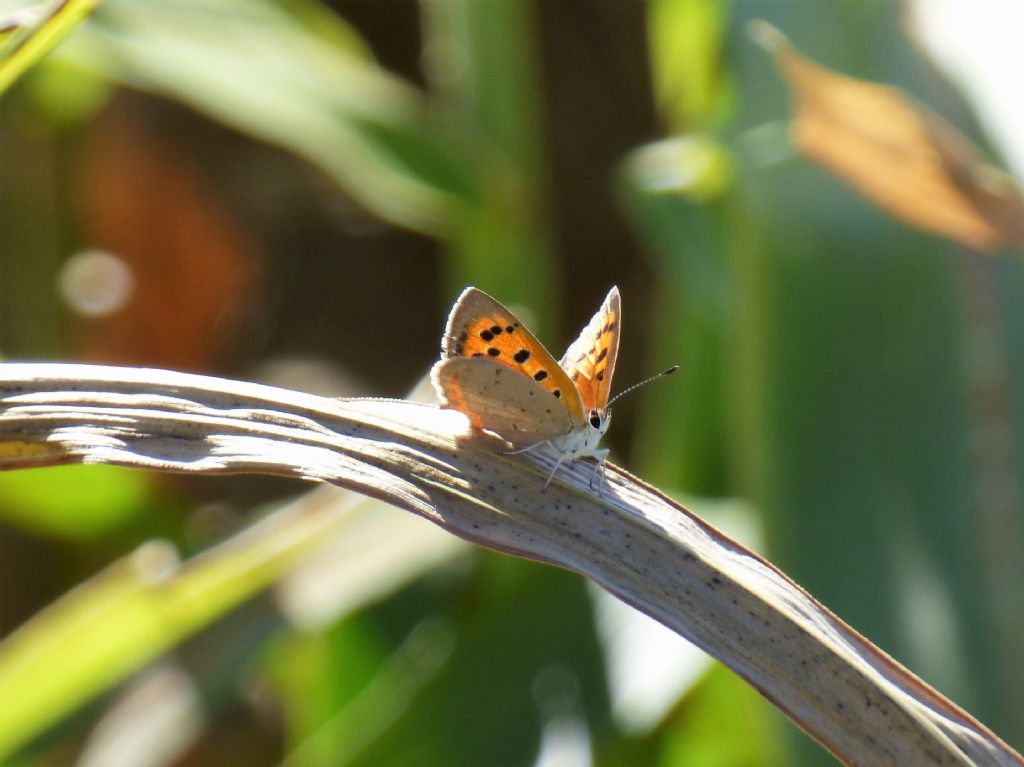 Lycaena phlaeas