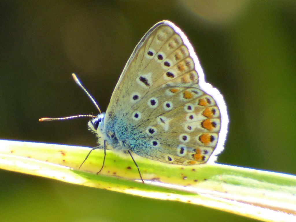 Polyommatus icarus