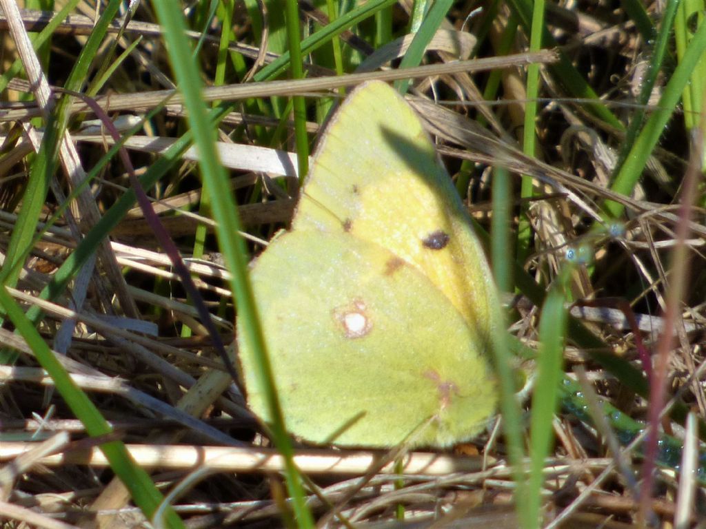 Colias crocea