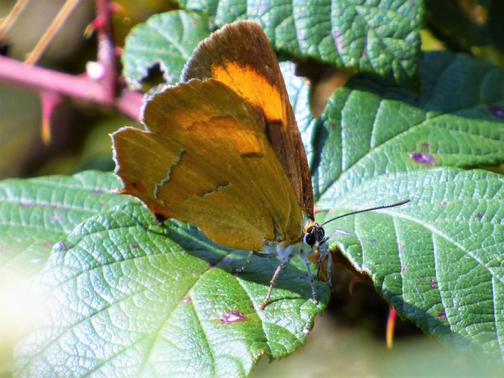 Thecla betulae (Lycaenidae)