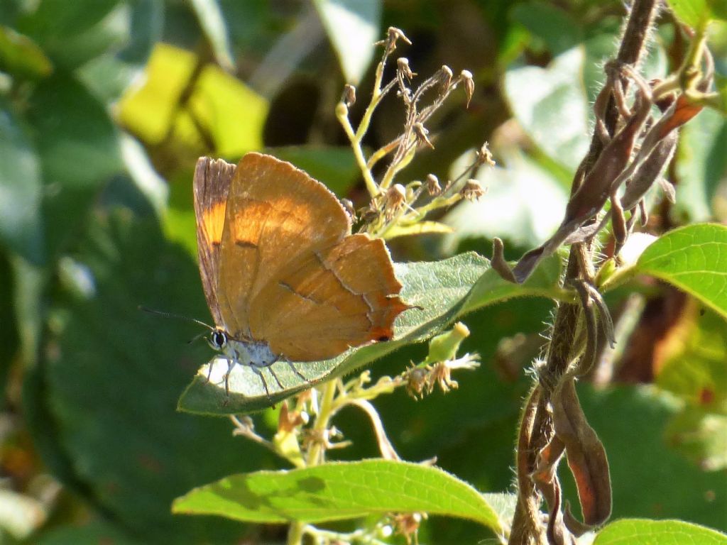 Thecla betulae (Lycaenidae)