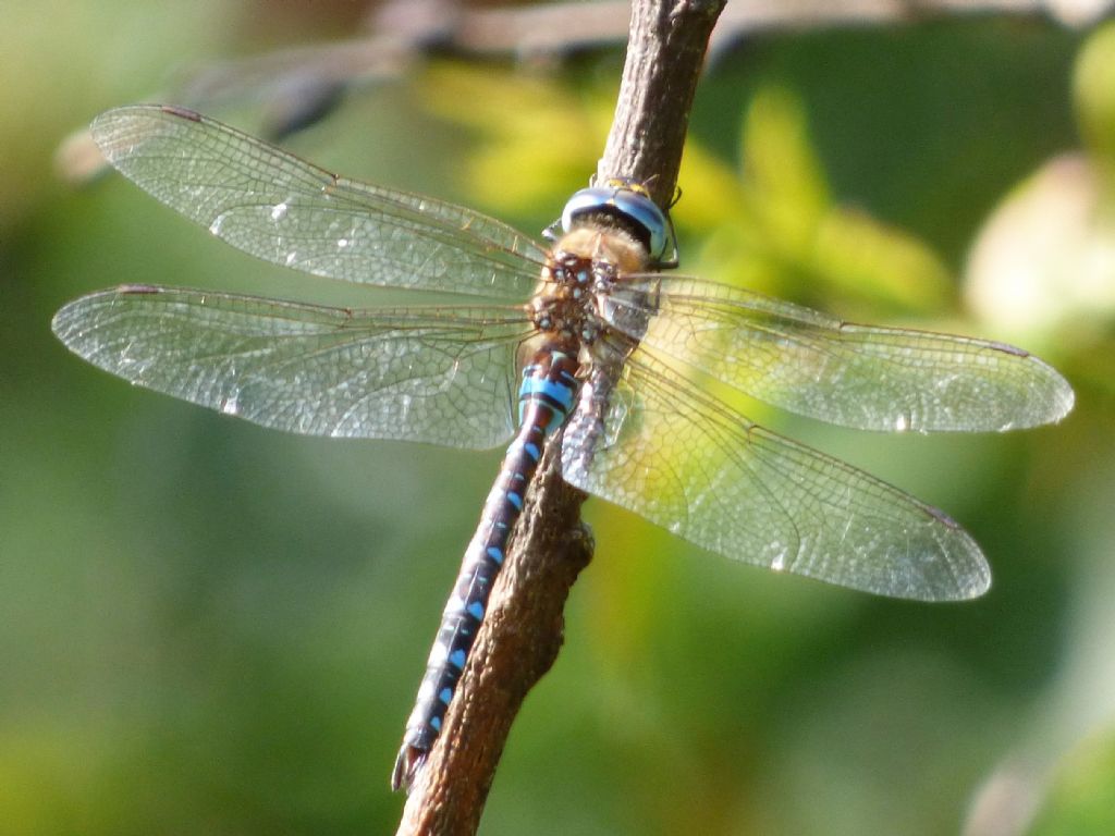 alcune Aeshna mixta