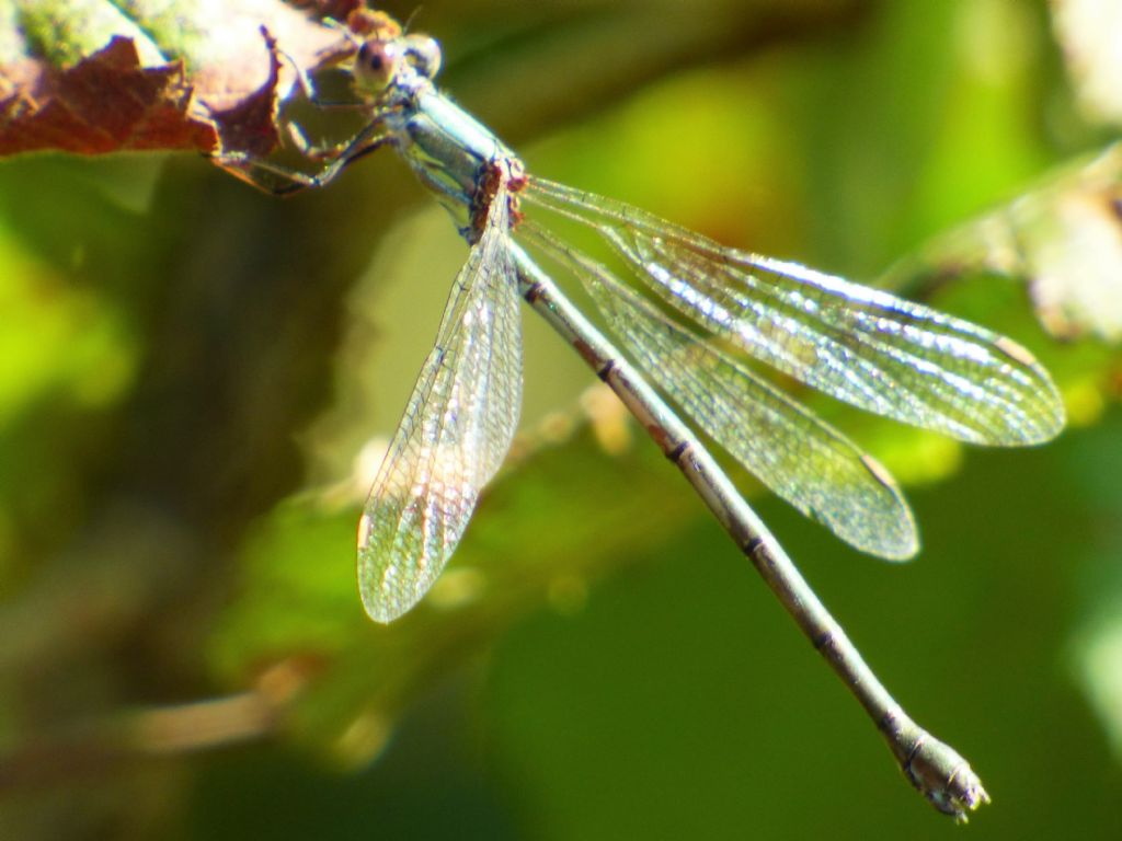 Chalcolestes da determinare: C. viridis