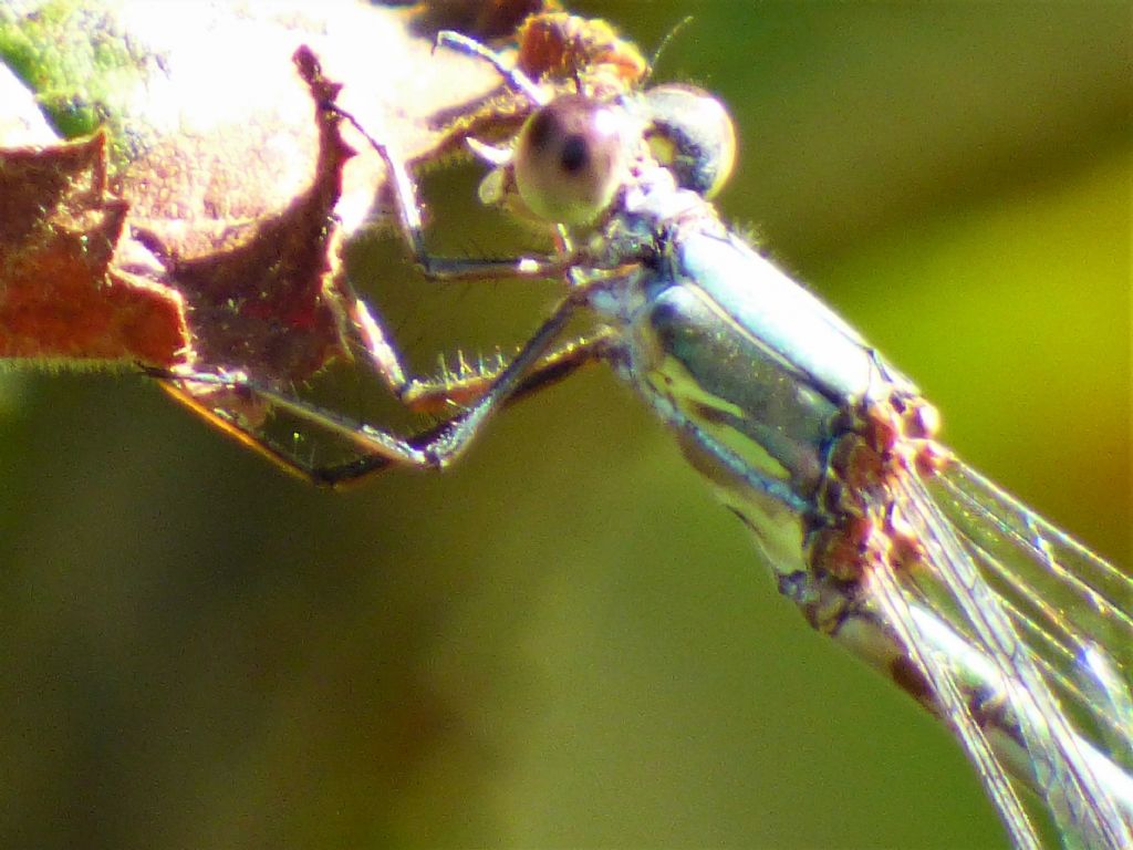 Chalcolestes da determinare: C. viridis