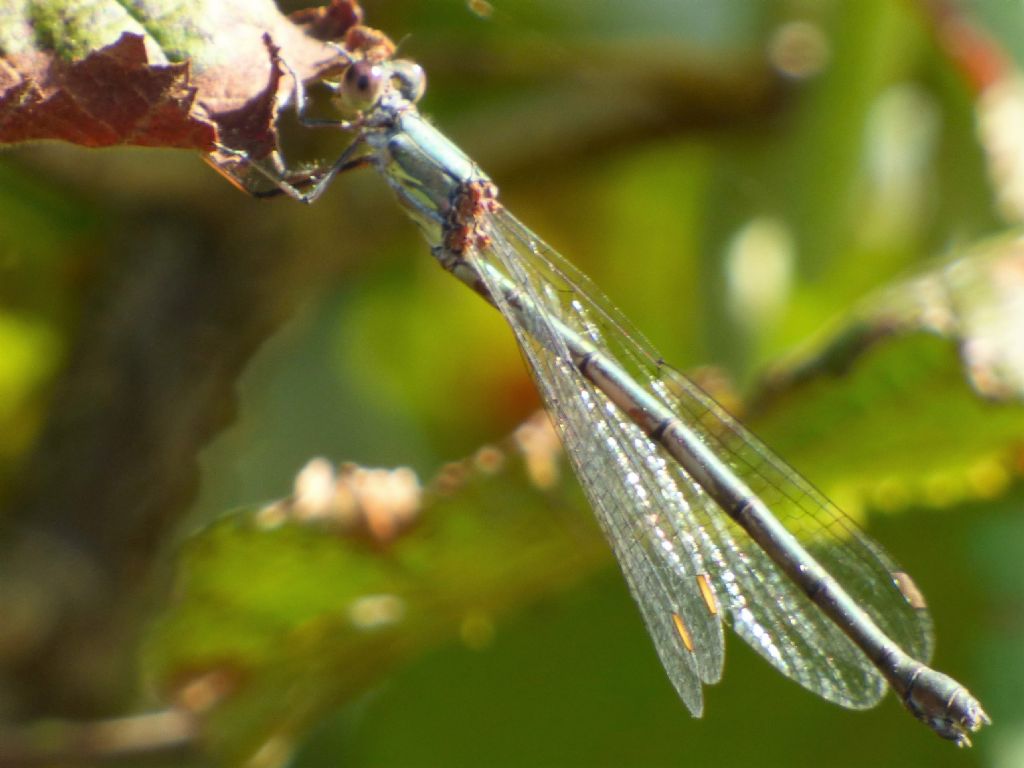 Chalcolestes da determinare: C. viridis