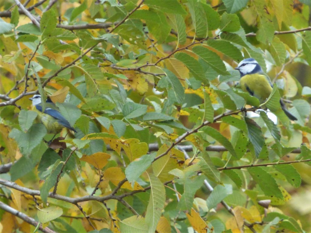 Cinciarelle (Cyanistes caeruleus)