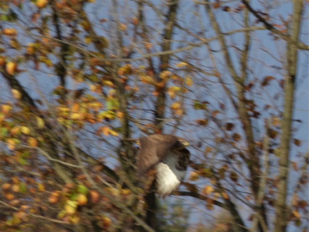 Poiane (Buteo buteo)