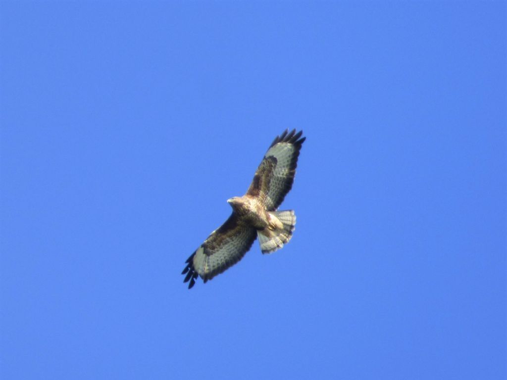 Poiane (Buteo buteo)