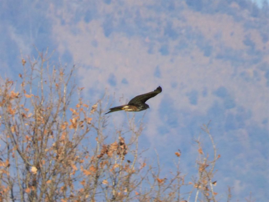 Poiane (Buteo buteo)