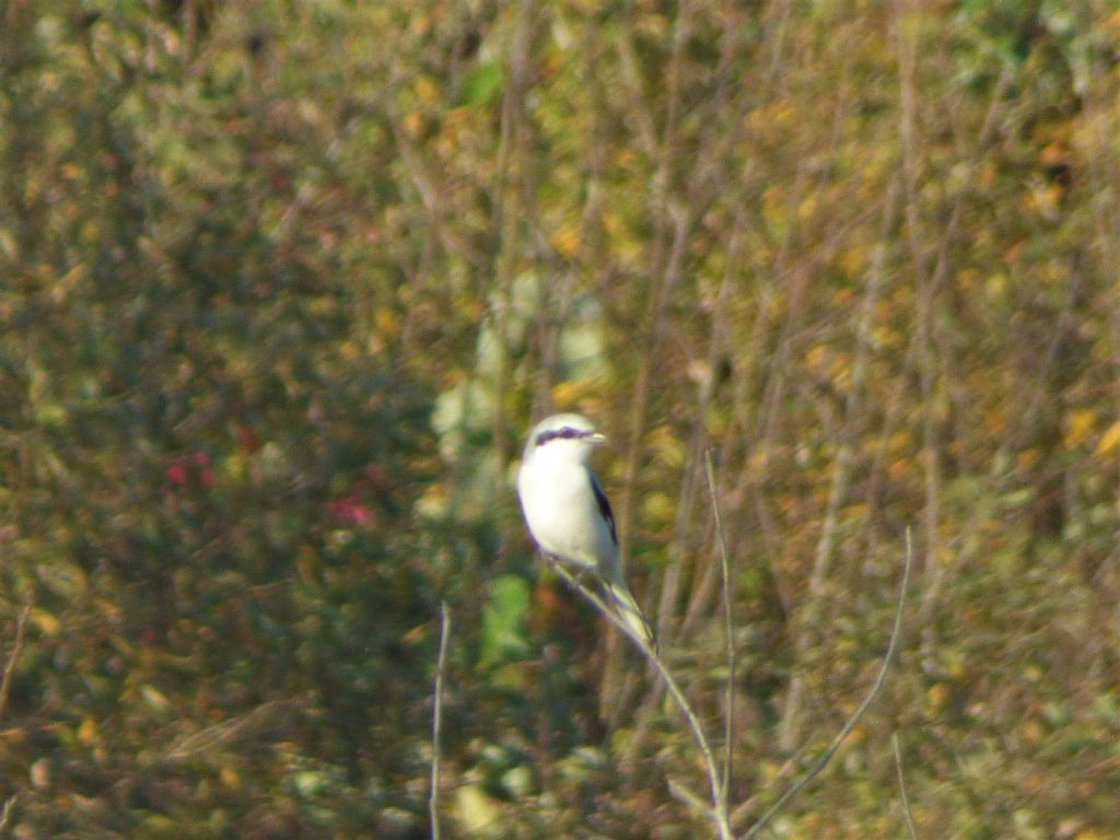 Averla maggiore (Lanius excubitor)