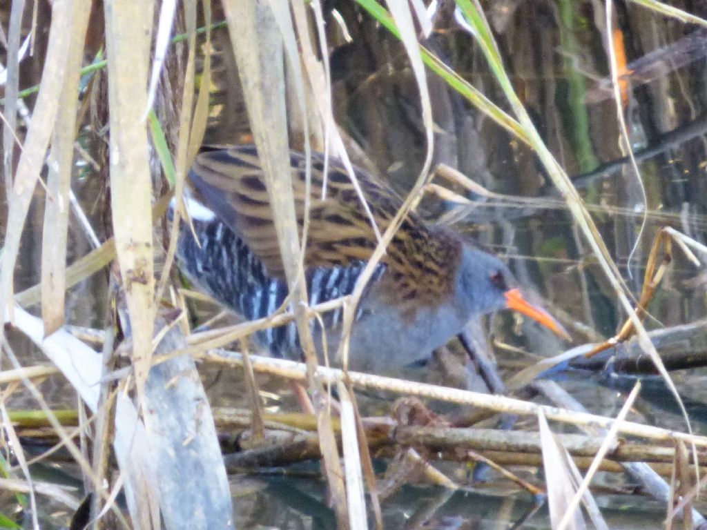 Porciglione (Rallus aquaticus)