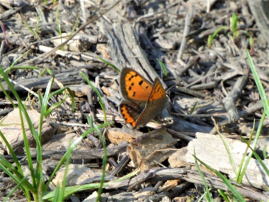 Lycaena phlaeas a Rivoli (TO)