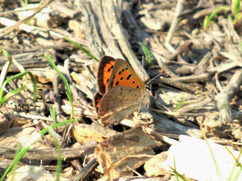 Lycaena phlaeas a Rivoli (TO)