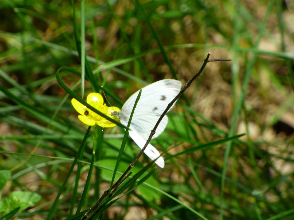 Pieris mannii?